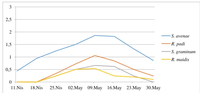 Şekil 4.9. Aldane buğday çeşidinde 2013 yılında bitki başına düşen ortalama yaprakbiti sayısı  Aldane  çeşidinde  gözlemlerin  alındığı  1  Nisan  tarihinde  sadece  S.avenae  türü  görülmüş, R