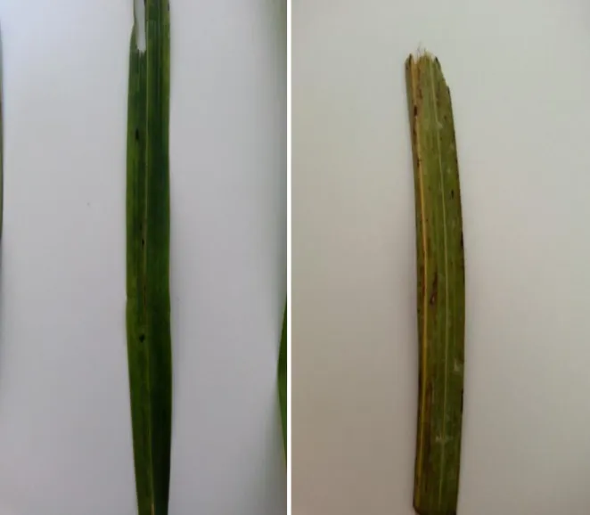 Şekil 4.5. Orkide (Cymbidium spp.) yapraklarında çizgi mozayik belirtilerinin görünümü 
