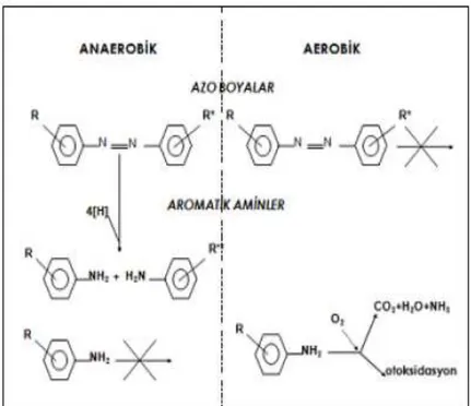 ġekil 6.1. Azo boyar madde ve aromatik aminin anaerobik-aerobik koĢullarda  