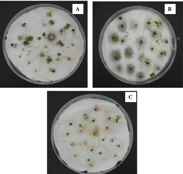 Şekil 4.4. Cladosporium sp. (A), Curvularia sp. (B) ve Fusarium sp. (C)´nin tohumlar üzerinde  oluşturduğu hastalık şiddeti 