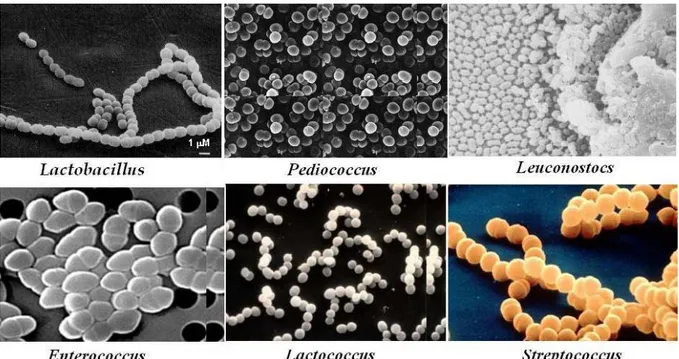 ġekil 2.1. Silajlarda yaygın olarak bulunan laktik asit bakteri cinsleri (Anonim 2008b)  2.2