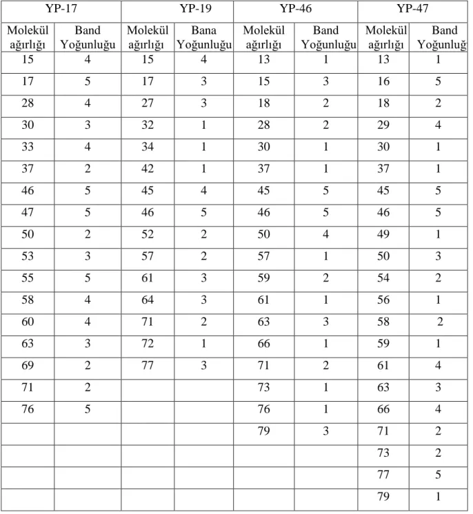 Çizelge 4.13.  Ekmeklik buğday genotiplerinin molekül ağırlığı ve band yoğunluğu  
