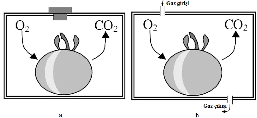 ġekil  2.1.  Solunum  sırasındaki  gaz  üretim  miktarının  ölçülmesinde  kullanılan  sistemlerin şematik şekli (a: statik sistem, b: dinamik sistem) 