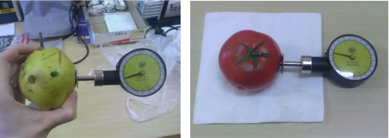 ġekil 3.7. Meyve penetrometresi ile meyve sertliklerinin ölçümü 