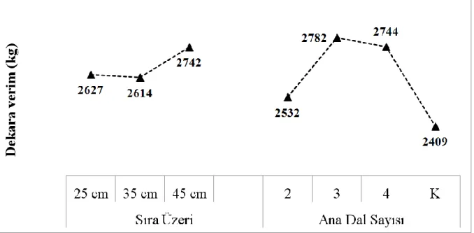 Şekil 4.3. Sıra üzeri ve ana dal sayısının dekarda toplam verim üzerine etkisi  