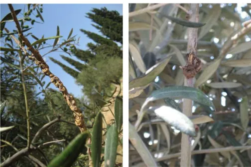 Şekil  1.4.  Pseudomonas  savastanoi  pv.  savastanoi’  nin  dallarda  oluşturduğu  urlar  (Fotoğraflar  Mirik  ve  ark