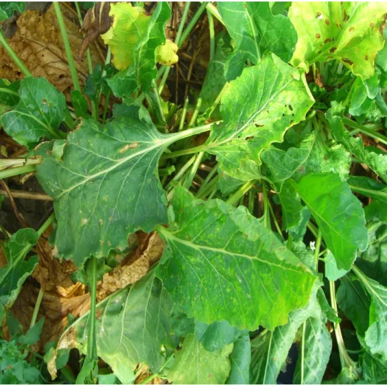 Şekil  4.1.  Edirne  ili  şeker  pancarı  tarlalarında  yapraklarda  sarılık,  mozayik  ve  nekrotik  simptomların görünümü 