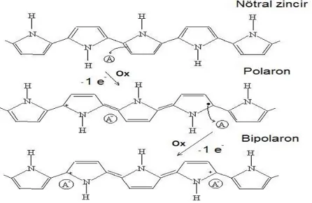 Şekil 2.4. Politiyofenin uygun yükseltgeyici varlığında yükseltgenmesi sonucu polaron ve   bipolaron yapılarının oluşumu 