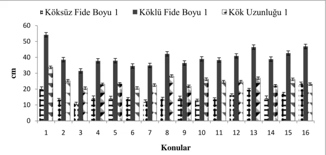 ġekil 4.1. Farklı fide ortamlarının köksüz fide boyu, köklü fide boyu ve kök uzunluğu üzerine etkileri 