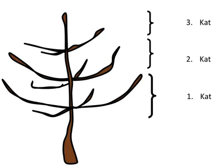 Şekil 3.1. Vogel doruk dallı terbiye sisteminde ağaç katları. 