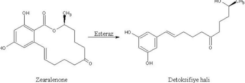 Şekil 2.1. T. mycotoxinivorans’ın sentezlediği enzimler ile ZEA’un toksik olmayan metabolite  biyotransformasyonu(http://www.mycotoxins.info/myco_info/science_cs.html) 