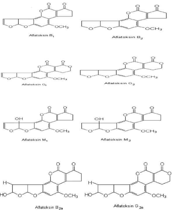 Şekil 2.2. Bazı Aflatoksinlerin Kimyasal Yapıları (Başkaya ve Atasever 2005) 