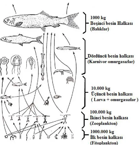 Şekil 2.3. Alabalıkların Doğal Beslenme Basamakları  (Tanyolaç 1993) 