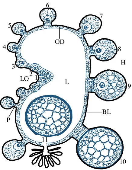 ġekil 2.2: Kene ovaryumunun enine kesitinin Ģematik gösterimi. Genç ovositler (1-3)  longitudinal oluğa (LO) yerleĢmiĢken, vitellogenezin ileri evrelerindeki ovositler (4-10)  longitudinal oluktan uzaklaĢır