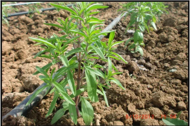 Şekil 3.1. Karadeniz kökenli Satureja hortensis L. bitkisi 