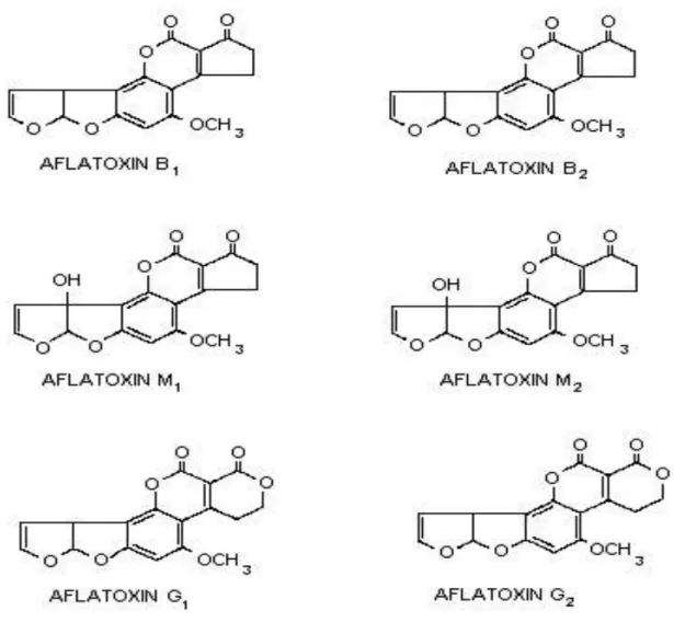 Şekil 2.3 Aflatoksinlerin Kimyasal Yapıları(Anonim 2007) 