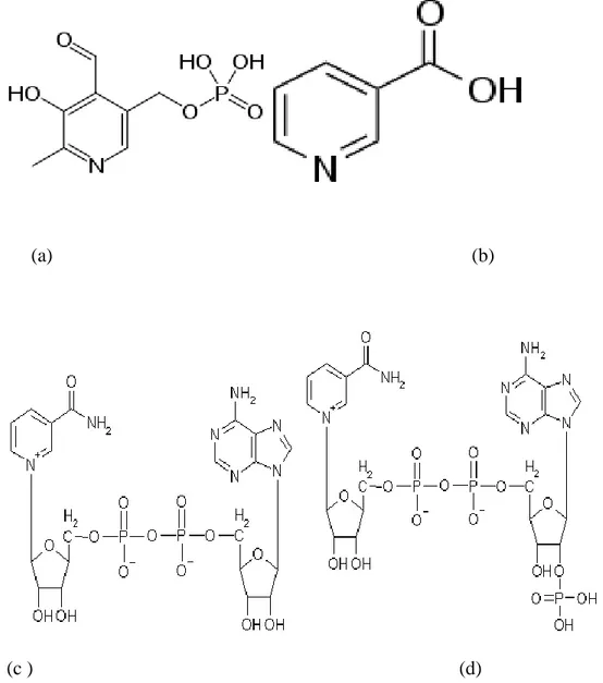 ġekil  2.4:  Bazı  Önemli  Piridin  Türevleri;  (a)  Piridoksin  (vitamin  B6),  (b)  nikotinik  asit  (niasin), (c) nikotinamit adenin dinükleotid (NAD + ), (d) nikotinamit adenin dinükleotid fosfat  (NADP + )
