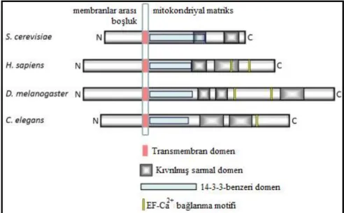 ġekil 2.1. LETM1 proteininin mitokondriyal iç membran üzerindeki yerleĢimi ve fonksiyonel  kısımlarının Ģematik görünümü (Nowikovsky ve ark