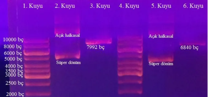 ġekil 4.2. Plazmid DNA agaroz jel elektroforezi: 1. ve 4. kuyular DNA belirteç; 2. kuyu  izole  pLETM1;  3