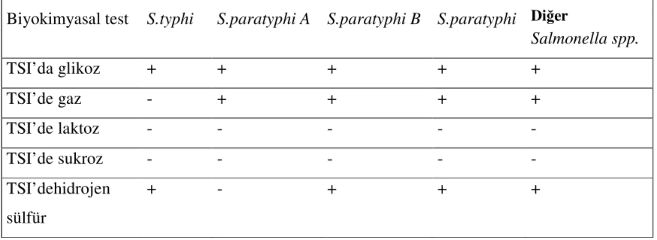 Çizelge 3.1. Salmonella spp. doğrulama testleri 