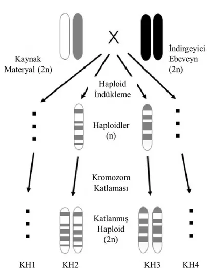 Şekil  2.3.  Maternal  haploid  indükleme  metodunda  haploid  ve  katlanmış  haploidlerin  oluşumu 