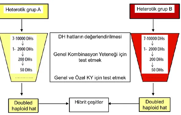 Şekil 2.6. Farklı heterotik gruplar kullanılarak katlanmış haploid hatların geliştirilmesi ve melez 