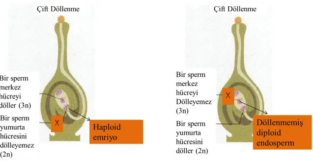 Şekil 2.14. Haploid embriyoya ve diploid endosperme yol açan tek döllenme (Anonymous 2013)  