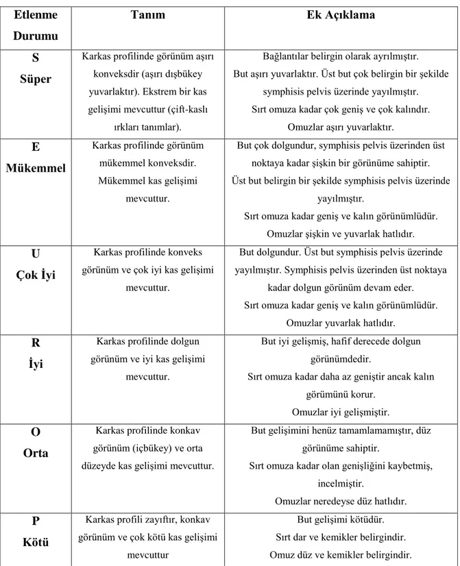 Çizelge  2.4  Sığır  karkaslarında  etlenme  durumuna  ilişkin  sınıfların  tanımlanması  (çevre 