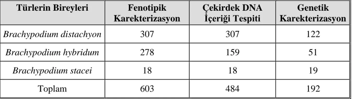 Çizelge 3.1.  Çalışmamızın bütün bölümlerinde kulllanılan her tür ve her bir türdeki bireylerin sayısı 