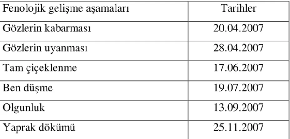 Çizelge  4.1.  İzabella  üzüm  çeşidinde  Tekirdağ  koşullarında  saptanan  fenolojik  gelişme  aşamaları (2007) 