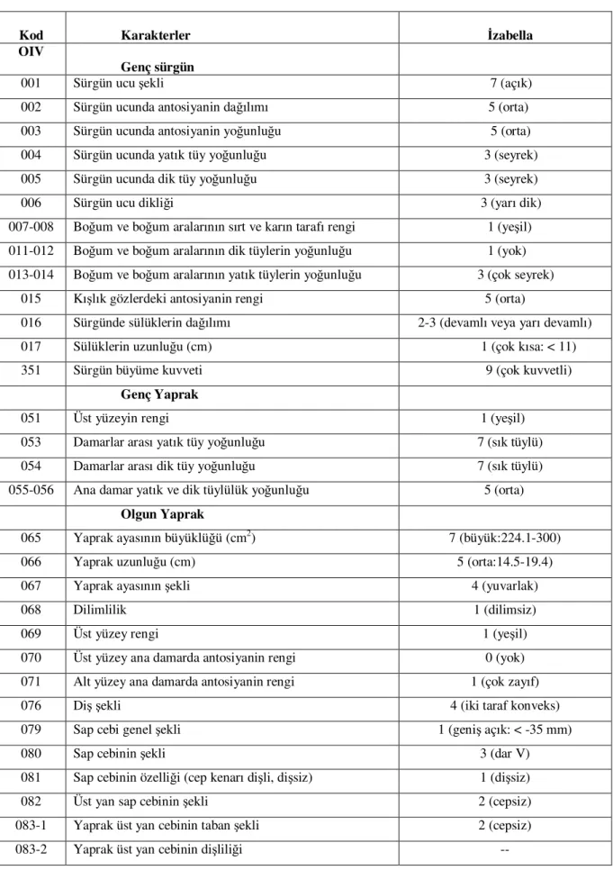 Çizelge  4.2.  İzabella  üzüm  çeşidinde  OIV  standartlarına  göre  ampelografik  karakterlerinin  belirlenmesi 