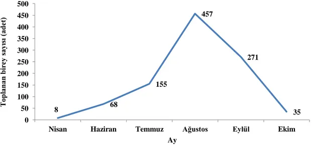 Şekil 4.12. Tekirdağ ilinde Monosteira unicostata’nın aylara göre toplanan birey sayıları 