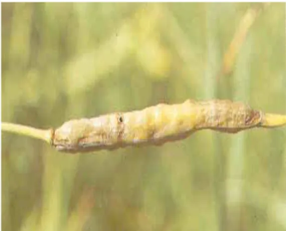 Şekil 3.4. Harnupdaki larva zararı                     Şekil 3.5. Zarara uğramış harnup 