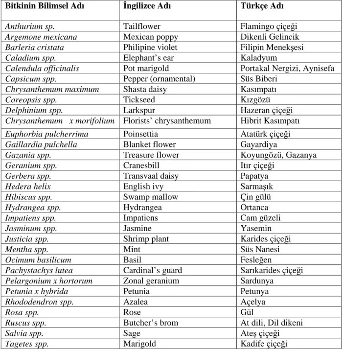 Çizelge 2.1. Pseudomonas cichorii’nin görüldüğü tek ve çok yıllık bitkiler 