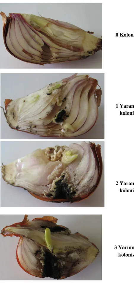 Şekil 3.3. Soğanda açılan yaralarda A. niger kolonizasyonu için 0-3 skalası  0 Kolonizasyon yok 1 Yaranın ¼ 'ünün kolonizasyonu 2 Yaranın ½ ' sinin kolonizasyonu 3 Yarının tümünün kolonizasyonu 
