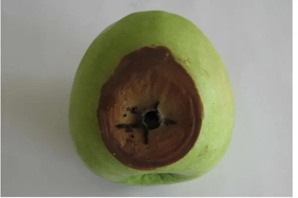 Şekil 4.1. A. niger izolatı (AN6) ile inokule edilmiş elma meyvesindeki lezyon (Kontrol) 