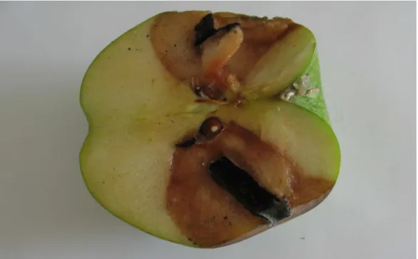 Şekil  4.2.  A.  niger  izolatı  (AN6)  ile  inokule  edilmiş  elma  meyvesindeki  yaranın  kolonizasyonu (Kontrol) 