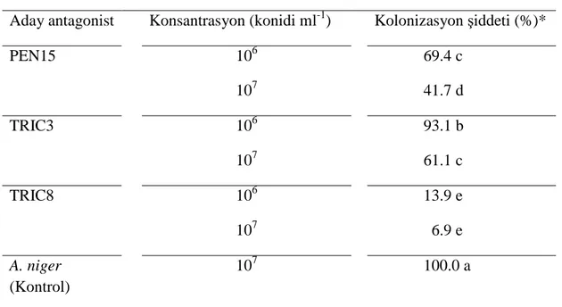 Şekil  4.9.  TRIC8  izolatının  10 7   konidi  ml -1   konsantrasyonunda  elmada  A.  niger'in  kolonizasyonuna etkisi 
