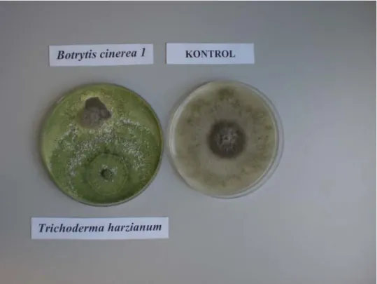 Şekil 4.2.  İkili karşılaştırma testinde T82 (Trichoderma harzianum)’nin  B. cinerea (Bc1)’yı  engelleyici etkisi 