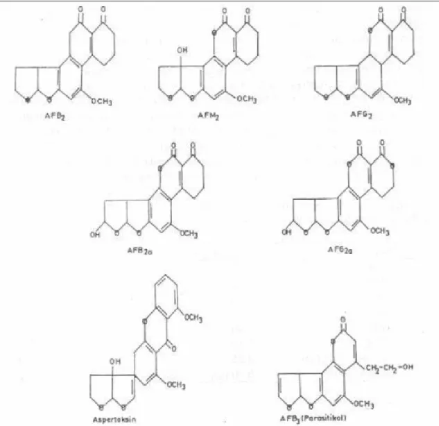 Şekil 2.1. Aflatoksinlerin Yapısı 