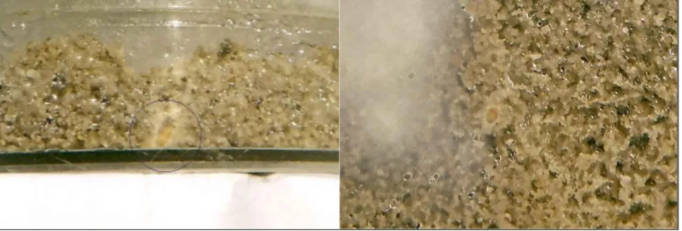 Şekil  4.8.  Petrilerdeki  kum  içerisinde  Oulema  melanopus  pupalarının  oluştuğu  odacıklar