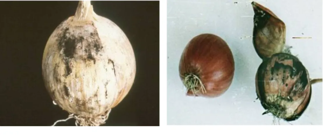 Şekil 1. A. niger 'in yumru üzerinde (A) ve kabuk altındaki (C) belirtisi       B: Sağlıklı yumru 