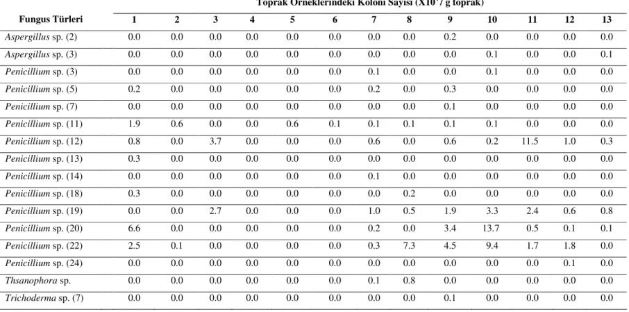 Çizelge 6. Malkara ilçesine ait topraklarda MPDA ortamında tespit edilen fungus türleri 