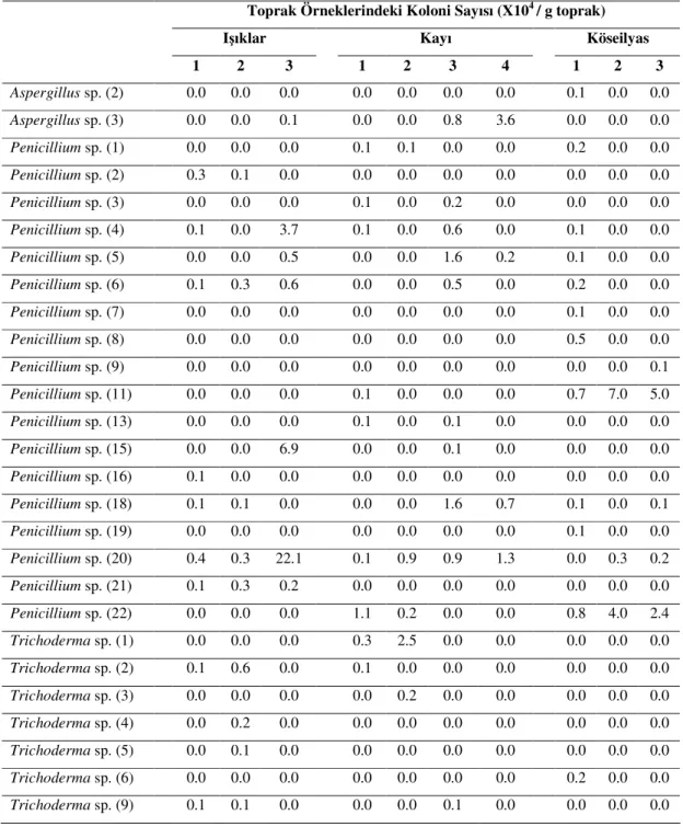 Çizelge 8. Merkez ilçeye ait topraklarda MPDA ortamında tespit edilen fungus türleri 
