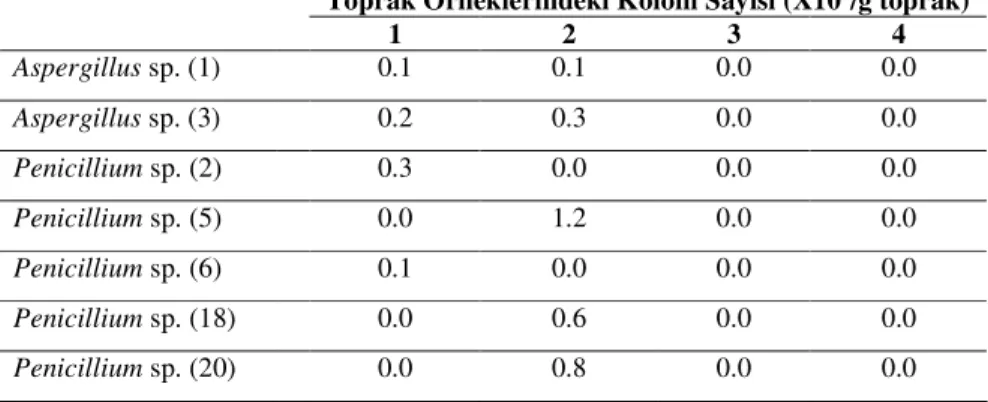 Çizelge 10. Saray ilçesine ait topraklarda MPDA ortamında tespit edilen  fungus türleri 