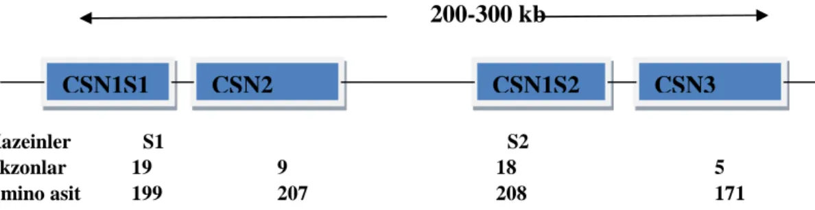 Şekil 2.1. Keçilerde 6. kromozom üzerindeki kazein gen kümesi.  Martin ve Leroux (2000) ve Marletta vd