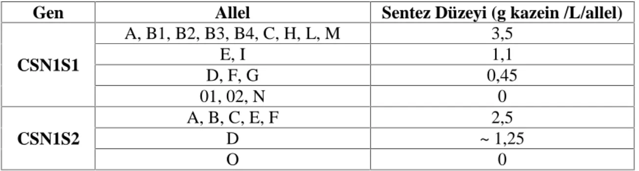 Çizelge 2.5. CSN1S1 ve CSN1S2 genlerinin polimorfizmi ve karşılık gelen kazein fraksiyonlarının sentez düzeyi ile ilişkisi (Martin vd.2002,  Moioli vd