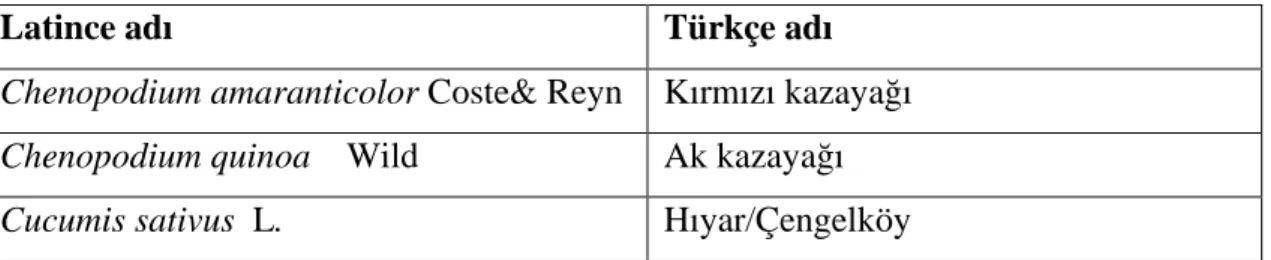 Çizelge  3.2.  İstanbul  ve  Trakya  Bölgesi’nden  toplanan  gül  yaprak  örneklerinin  biyolojik   testleri için kullanılan indikatör bitkiler 