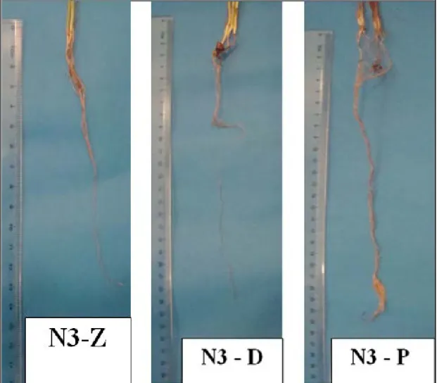 Şekil 4.2.3.6. Zeolit, diatomit ve pomza uygulanmış N3 toprağında yetiştirilen mısır bitkisinin  kök g elişimi (sağdan sola doğru bitki kök uzunluğu: 14,50 cm, 23,50 cm, 26,00 cm) 