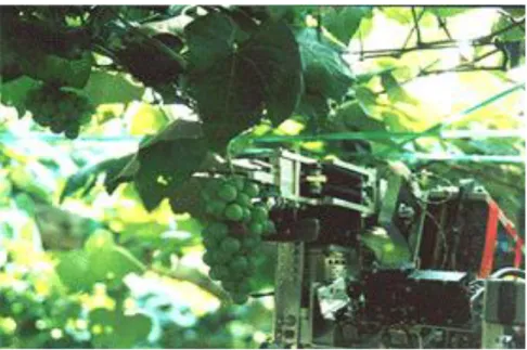 ġekil 2.2. Üzüm hasadı (Monta ve ark. 1995). 